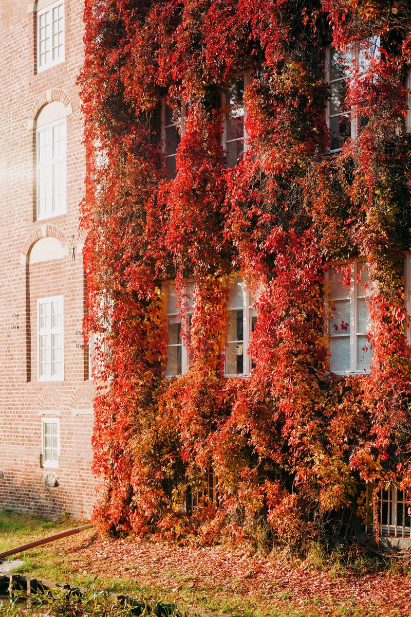 Ah Autumn 

#photography #autumn #leica