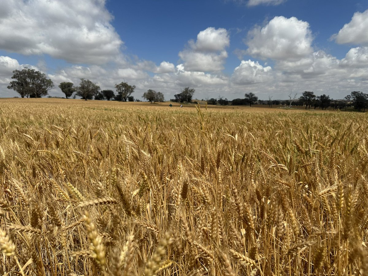 The Third crop of the #YoungWheatComp is the first entry for the James Gibson Memorial Award for highest scoring Dual Purpose Wheat. It’s a crop of Illabo at Memagong entered by Cudgell Creek Partnership.