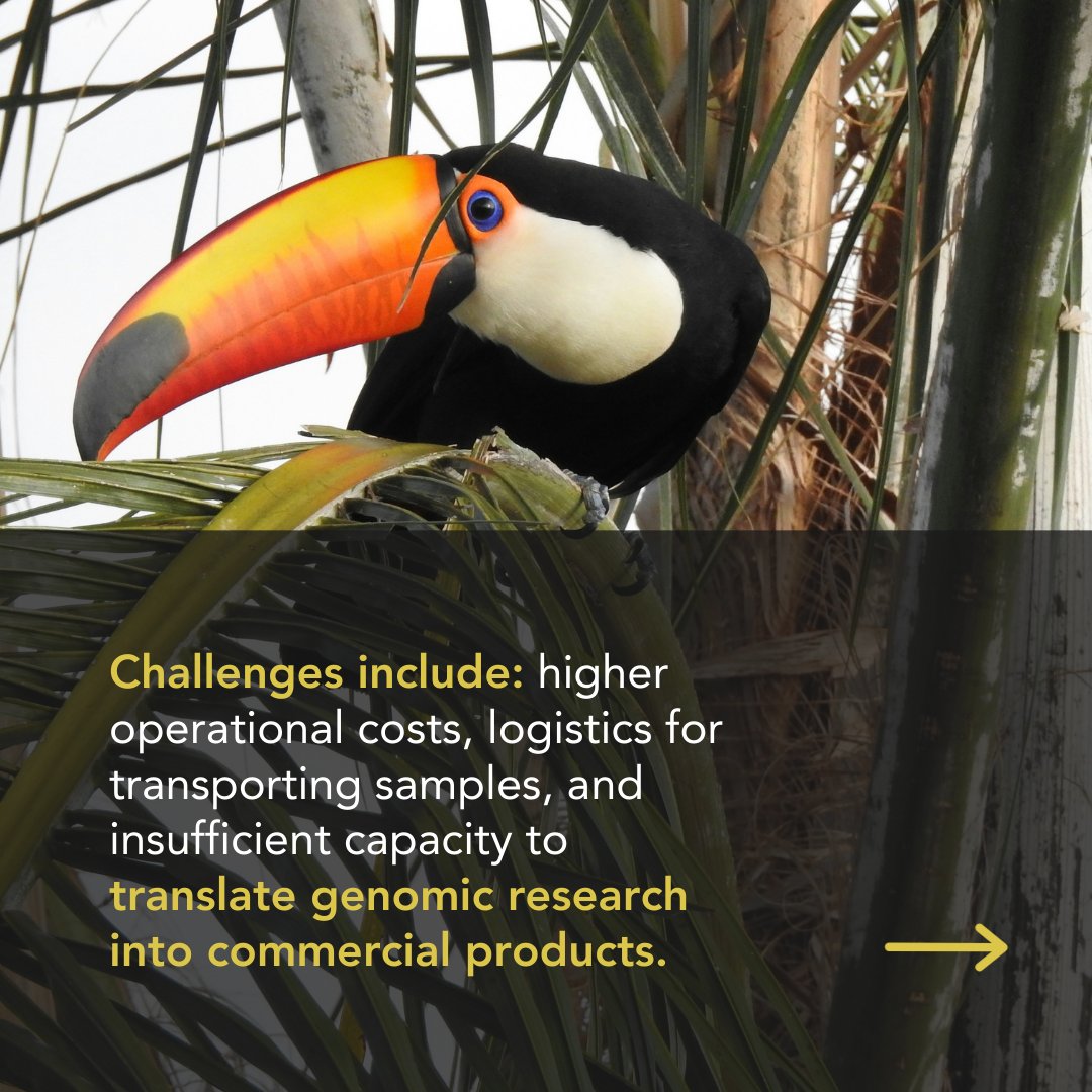 EBPgenome's tweet image. Check out this recent publication from Genomics of the Brazilian Biodiversity.
cell.com/cell-genomics/…

#biodiversity #conservation #megadiverse #wildlifeconservation #Brazil