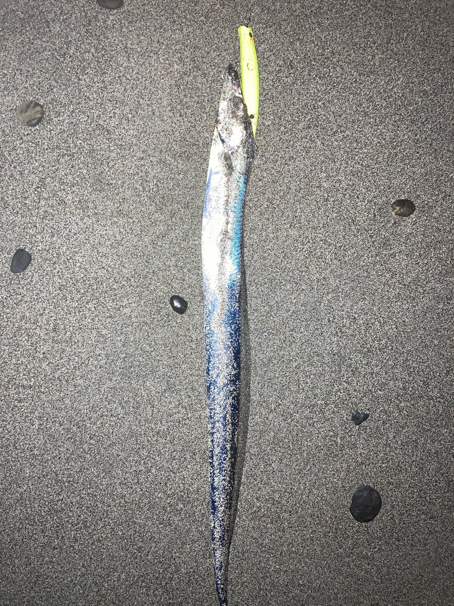 Isekai_angler's tweet photo. 朝活タチウオ１匹
他はサメ。

舞坂寄りはサメ率高い気が。。

#AIZER https://t.co/bLePpqDtDv
