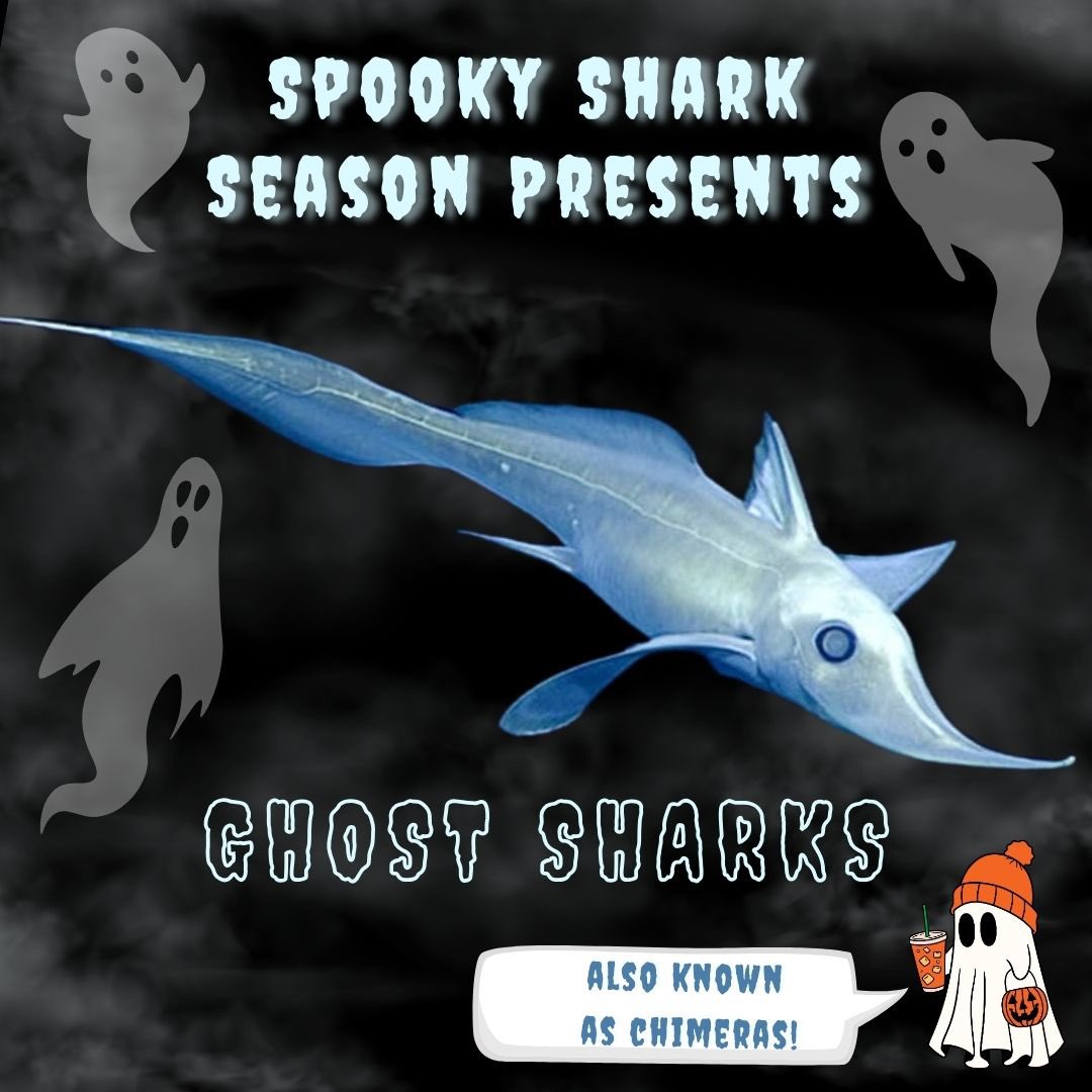 Shark Research Foundation (@shark_research_) on Twitter photo Did you get a chance to check out our featured spooky sharks this year?
If not, head over to <a href="/shark_research_/">Shark Research Foundation</a> Instagram/Facebook pages to learn more! 🎃🦈👻🦈🎃🦈👻🦈 Did you get a chance to check out our featured spooky sharks this year?
If not, head over to <a href="/shark_research_/">Shark Research Foundation</a> Instagram/Facebook pages to learn more! 🎃🦈👻🦈🎃🦈👻🦈