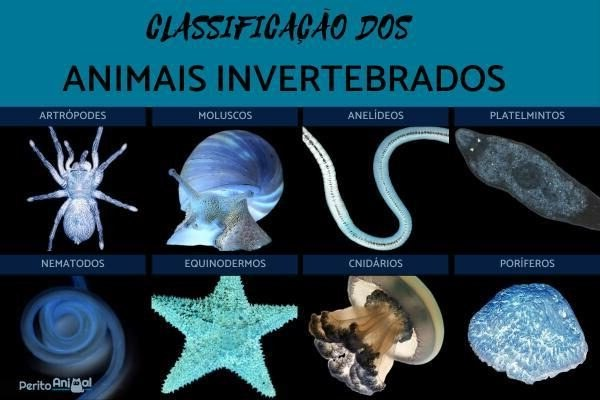 canaldopeow's tweet photo. animais invertebrados https://t.co/agsWnekA1w
