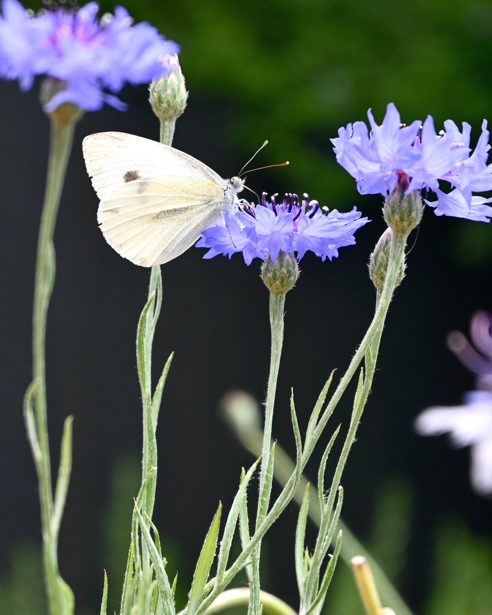 91DaysofSpring's tweet image. Dark and moody morning in Brisbane. Storms coming. A Cabbage white on a blue cornflower #flowersonfriday #inmygardentoday #nosprayspring #springday69 #flowerreport