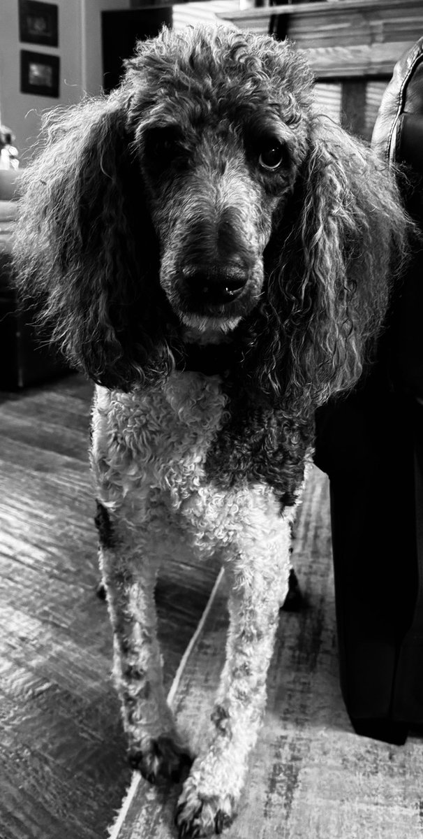 ebrayintexas's tweet photo. @KirkHerbstreit So sorry for your loss. I loved seeing your Ben posts. I lost my sweet boy Rolo to cancer last month. Sending thoughts and prayers your way!! https://t.co/jEfKex2eZe