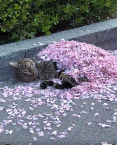 equine__dentist's tweet image. oh to be a cat napping beneath a blanket of flower petals
