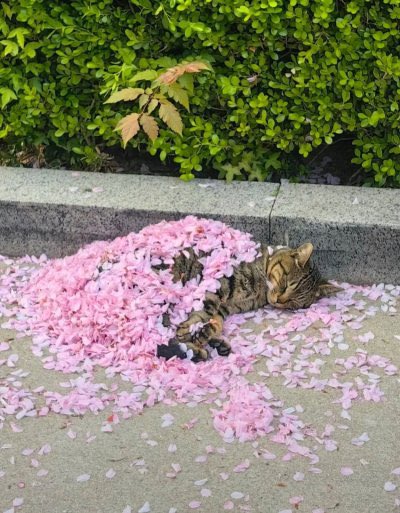 equine__dentist's tweet image. oh to be a cat napping beneath a blanket of flower petals