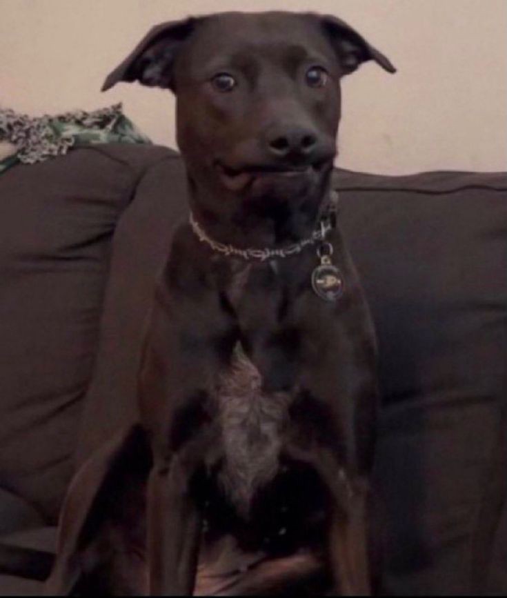 How I be looking when the team is shouting "Good job rook!" " Nice shot" but haven't hit once and the enemies have been timing their hits to destroy me