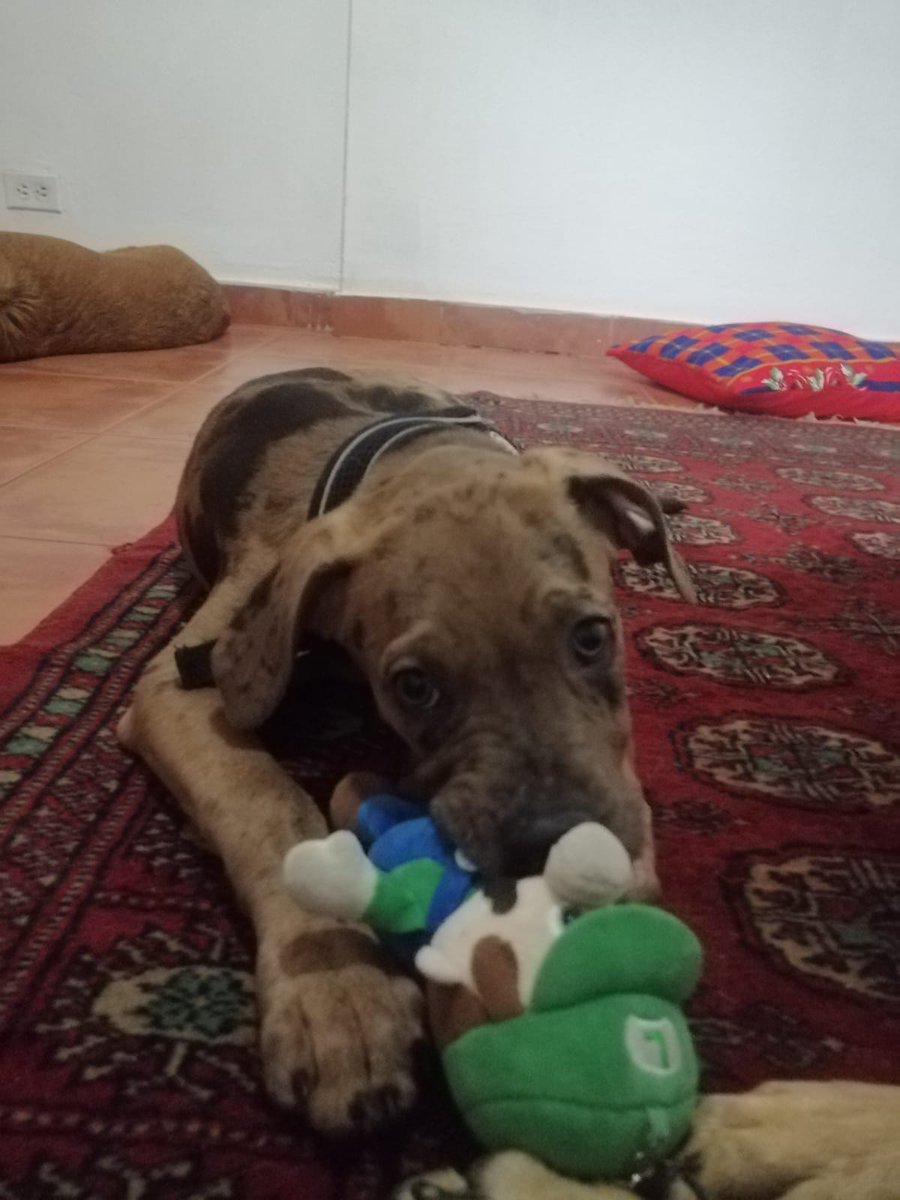 MascotasCaliCol's tweet photo. Corazones rotos y esperanzas renovadas
¿Quién hubiera pensado que tanta alegría pudiera convertirse en tristeza? Nuestro pequeño de 3 meses llegó lleno de vida y amor, pero desafortunadamente, su energía desbordante no fue lo que su familia esperaba. Busca un hogar tel 3234696750 https://t.co/HugKvNlrlS