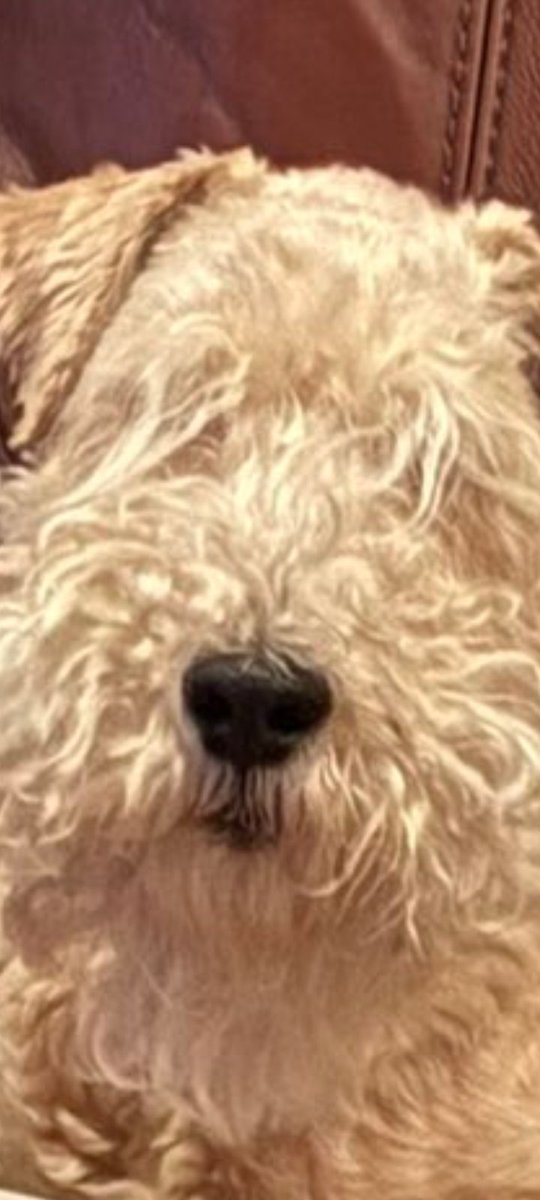 ZadenZane's tweet photo. ๐ป๐ถใใผใคใใใฎๅคง้ผป๐๐พ
Bowie Lakeland's mighty buzzle...
#FuzzyBuzzle
#FuzzyFriday https://t.co/OnEaSRAcSa