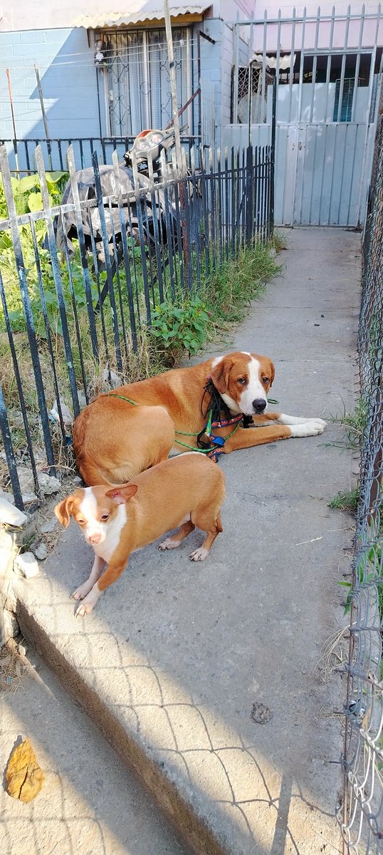 Tamara_Vargas's tweet image. Mis queridos @Horacitu @_Maniguis @La_Supermana @chekozaun me ayudan a encontrar a los dueños?

#PerrosEncontrados en la Colonia Ejército de Oriente, Iztapalapa sobre Andador Rosalio Puente mz 11 módulo 6.

Están muy asustados!
Los vecinos ya quieren correrlos 😭