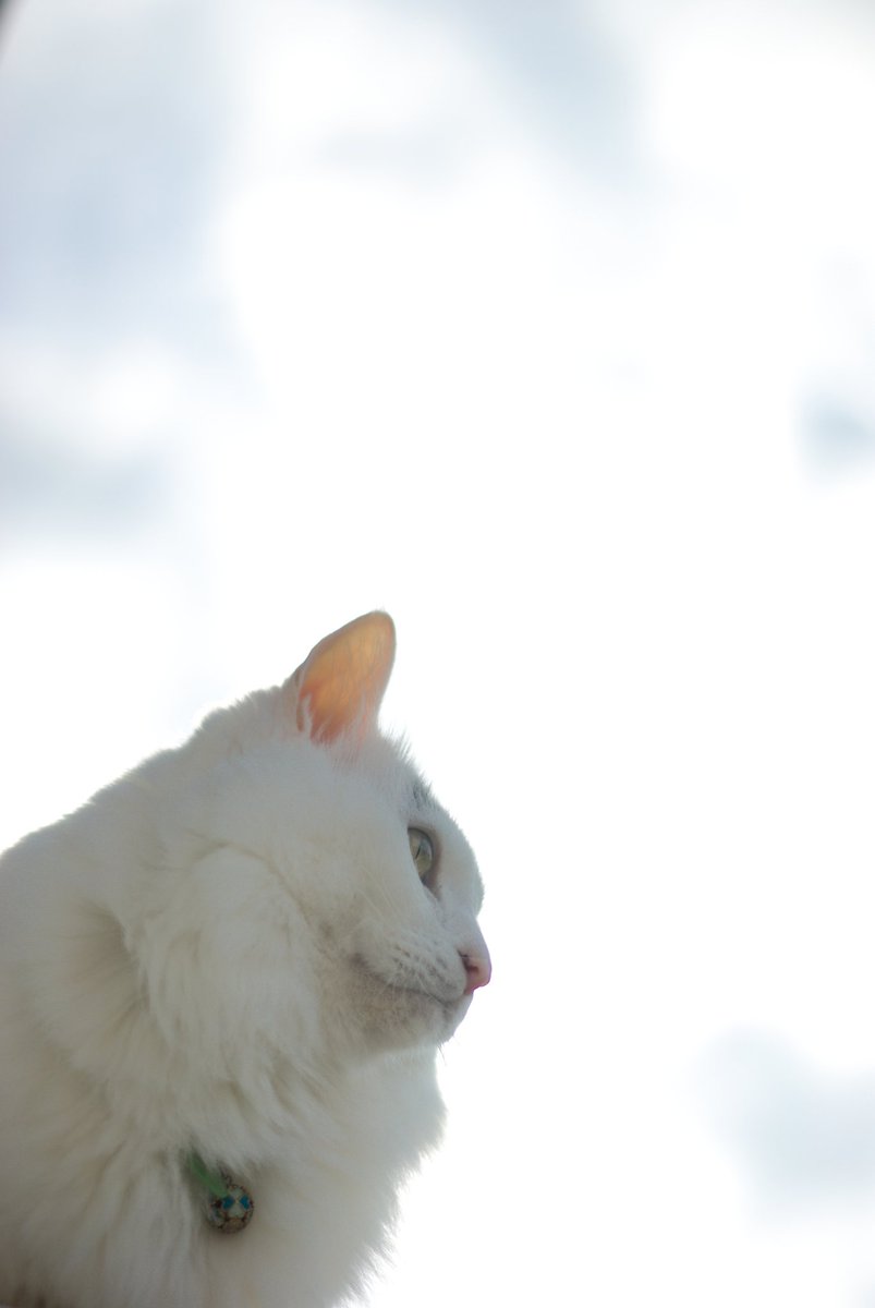 mofumofugomam's tweet photo. 薄曇り空と、にゃん！

#猫のいる生活 #猫のいる暮らし 
#猫のいる幸せ #保護猫 
#PENTAX #K10D #DA50 https://t.co/RbL07bg79I