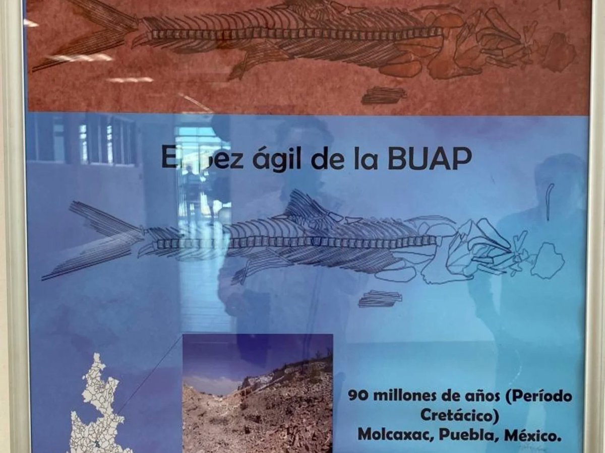 EcocampusBUAP's tweet photo. 🎉🎊Hoy celebramos el Tercer Aniversario del Laboratorio de Paleobiología de la BUAP🎂🎈

🙌🤩Muchas felicidades al Dr. Carlos Castañeda Posadas y a su equipo de colaboradores por el gran trabajo de investigación y divulgación científica que desarrollan.

🙏Muchas gracias https://t.co/oQrFWKkNrc