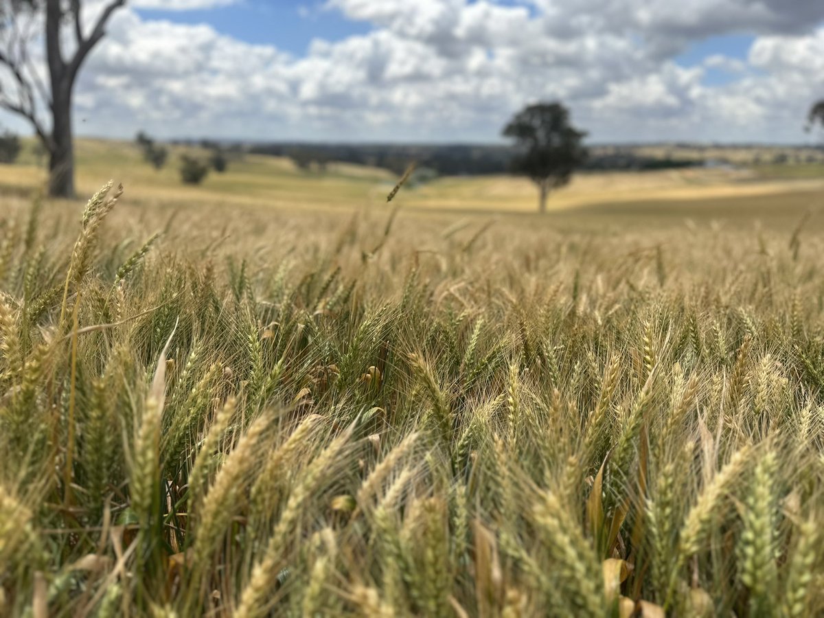 The Fourth Crop of the #YoungWheatComp is a crop of LRPB Raider at Memagong entered by Reynolds Pastoral Co.