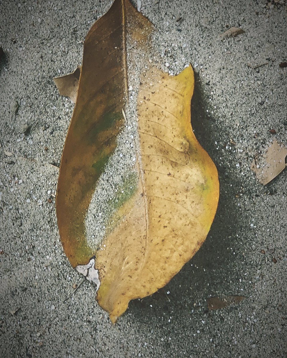 jyotiartists's tweet photo. sand of times 
#photo #photography #PhotoLove #nature #naturelove #NatureIsLife #sand #leaf #nft #nfts #nftarti̇st #js_captures #js https://t.co/jM5SQ6Il1L