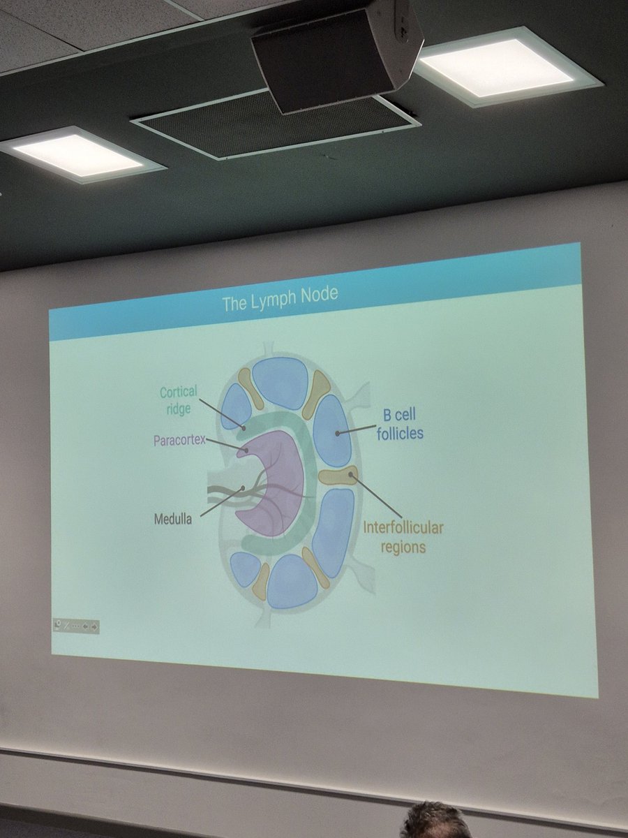 I Am Dr. Sam ๐ฉโ๐ฌ (@samanthakdavis1) on Twitter photo <a href="/BrigDoesScience/">Brigette Duckworth</a> from <a href="/WEHI_research/">WEHI (Walter and Eliza Hall Institute)</a> kicked off the last oral presentation session of the day ๐ Sharing a great story investigating where memory CD8+ T cells and their friends "hang out" in the lymph node using a mouse model <a href="/The_VIIN/">VIIN</a> #YoungVIIN #VIINYIS <a href="/BrigDoesScience/">Brigette Duckworth</a> from <a href="/WEHI_research/">WEHI (Walter and Eliza Hall Institute)</a> kicked off the last oral presentation session of the day ๐ Sharing a great story investigating where memory CD8+ T cells and their friends "hang out" in the lymph node using a mouse model <a href="/The_VIIN/">VIIN</a> #YoungVIIN #VIINYIS