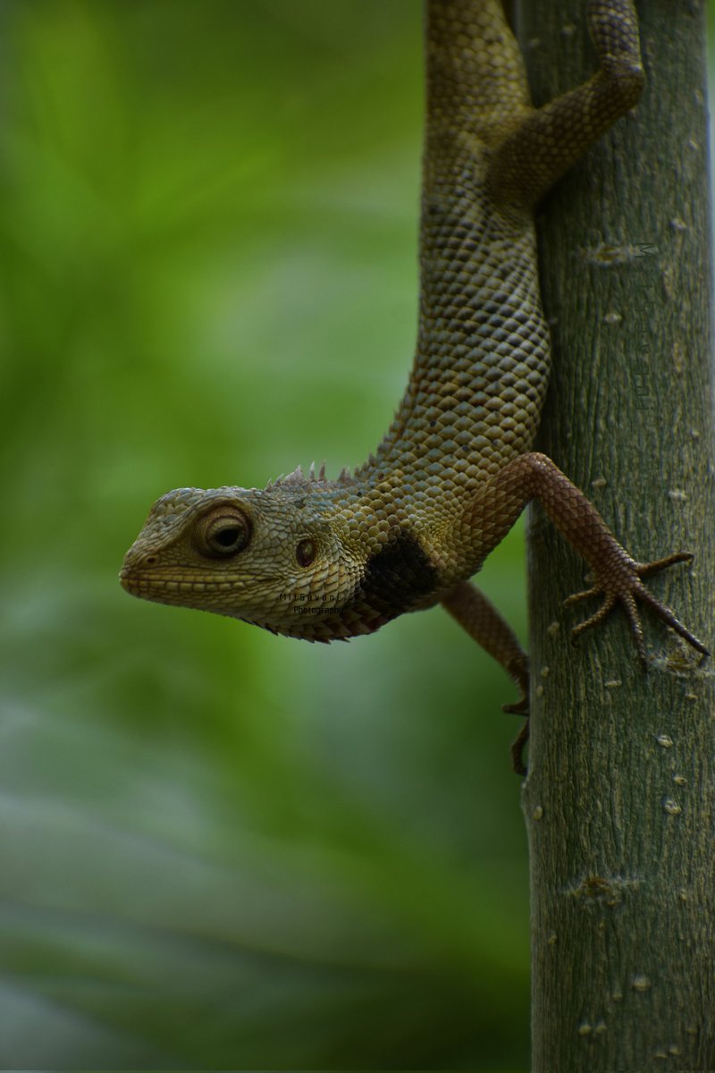 miteshkprajapat's tweet photo. ℍ𝕖𝕪! ℕ𝕒𝕥𝕦𝕣𝕖 𝕃𝕠𝕧𝕖𝕣𝕤👋
8ᵗʰ Nov  11:57 IST 🇮🇳

Oriental garden lizard
The oriental garden lizard, also called Indian garden lizard, bloodsucker or changeable lizard, is an agamid lizard found widely distributed in Indo-Malaya.

#ThePhotoHour
#IndiAves #waytowild https://t.co/l8ew5mUsWG