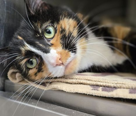 "Bertie" is a young calico kitty at Edmonton Humane Society in #EdmontonAB &amp; would love to find the perfect home! If that is yours check out her bio on the website! 😺🫶👏👍
edmontonhumanesociety.com
Shelter email: 
adopt.adopets.com/pet/26c70499-8…