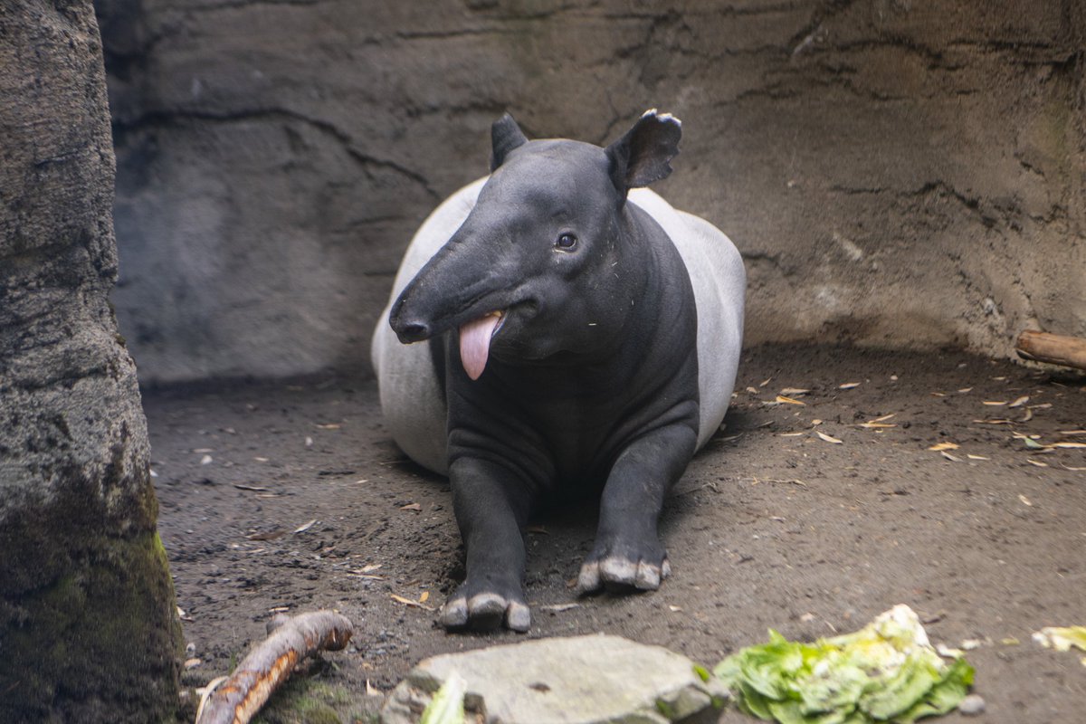 Point Defiance Zoo & Aquarium tweet media