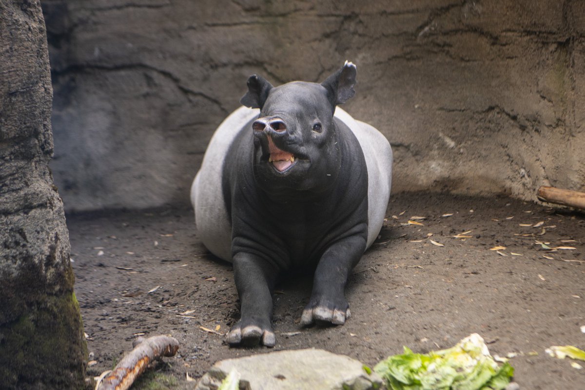 Point Defiance Zoo & Aquarium tweet media