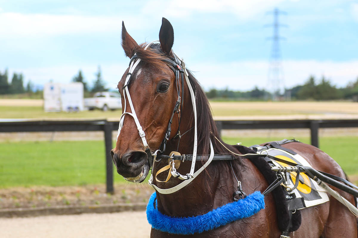 GRETTYMAC &amp; Kimberly Butt go bang at Rangiora

Congratulations to all the involved Andrew Fitzgerald, Off N Racing Grettymac Syndicate, Vencedor Racing Syndicate, Brent Hodson, Kim Butt
