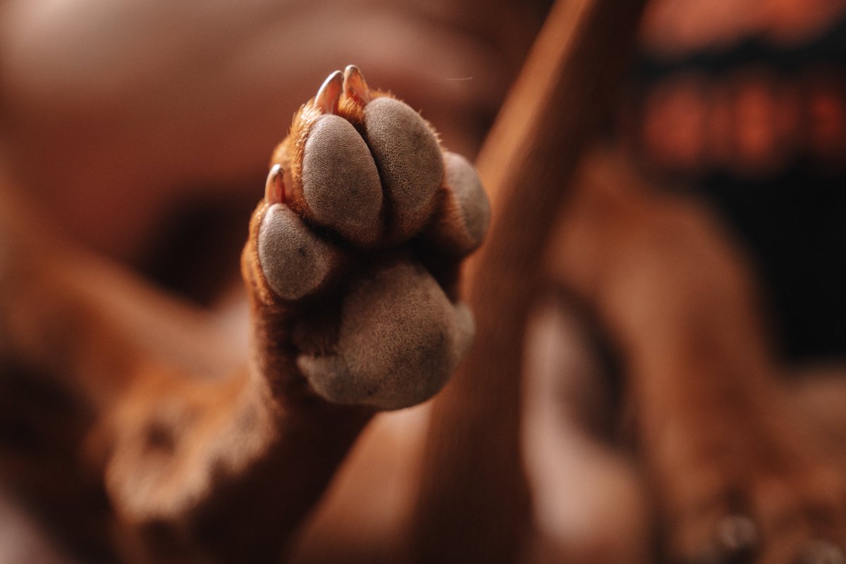 Mr Shot Cheese™ 🧀 tweet media