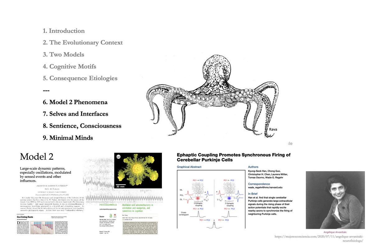pgodfreysmith's tweet photo. Two collages of slides from the second of my "Kant Lectures" at @Stanford today.
Minimal minds, physical peculiarities of nervous systems, their relations to other kinds of biological
control... 1/2 https://t.co/lG56y9D3XR
