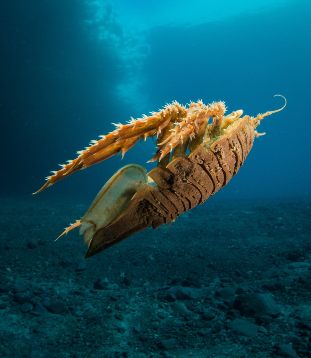 inaturalist's tweet photo. A marine filmmaker saw this Antarctic #Isopod (Glyptonotus antarcticus) and it's our Observation of the Week!
Read our blog post here: https://t.co/tBmsGMAQqs #carcinology #nature #marinebio #antarctica #communityscience https://t.co/8vQ7nJCEOA