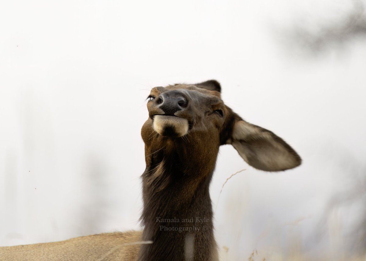 KamalaKyle's tweet photo. People: Come from all over the world to see the majestic Jasper Elk
The Majestic Jasper Elk:
#elk #wapiti #elkdaily #bugel #elkseason #elkaddict #teamelk #rmef #cowelk #wapitiwednesday #rut #therut #elkrut #jasper #jaspernationalpark #myjasper https://t.co/tQBW0tmnnz