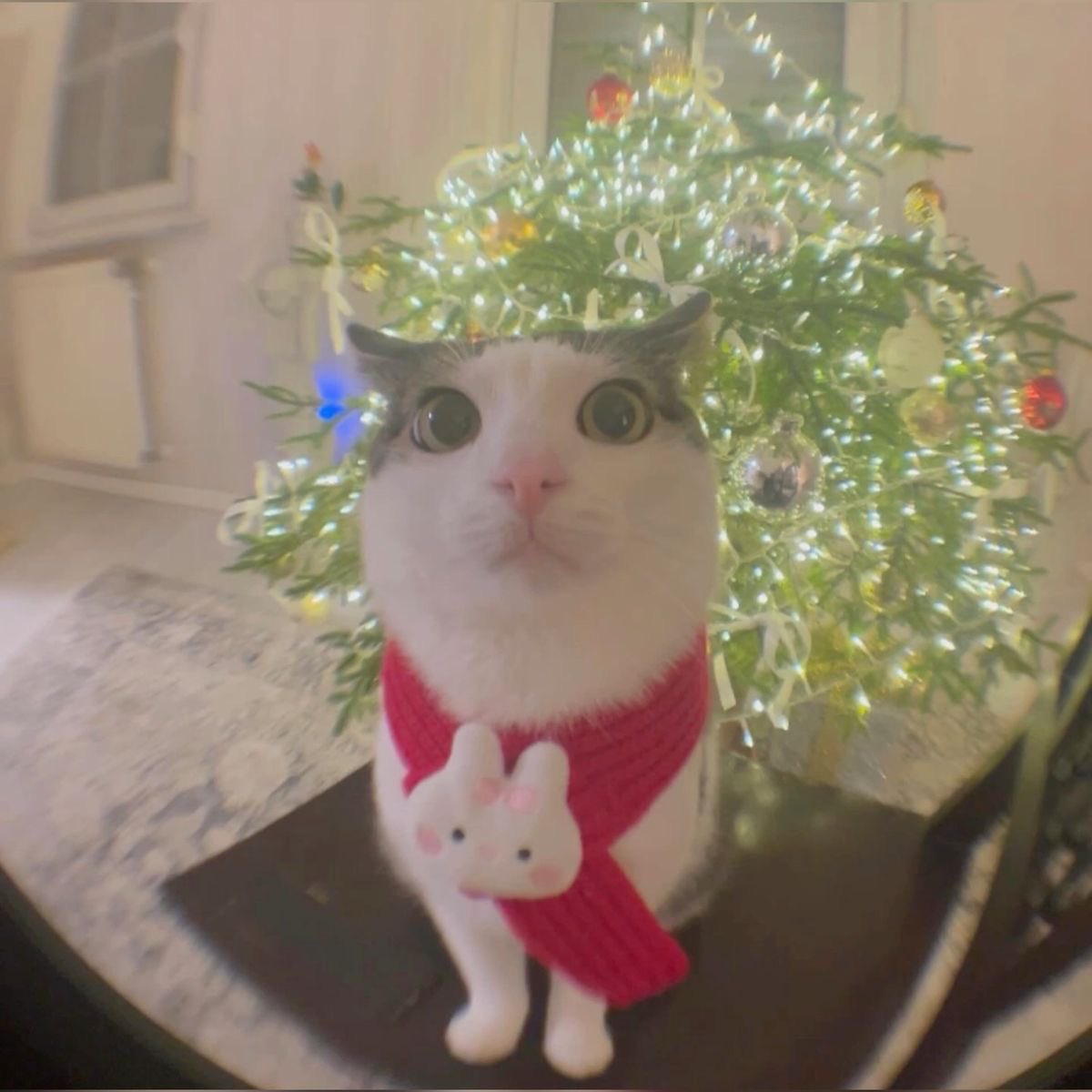 PunchingCat's tweet image. crunchhh