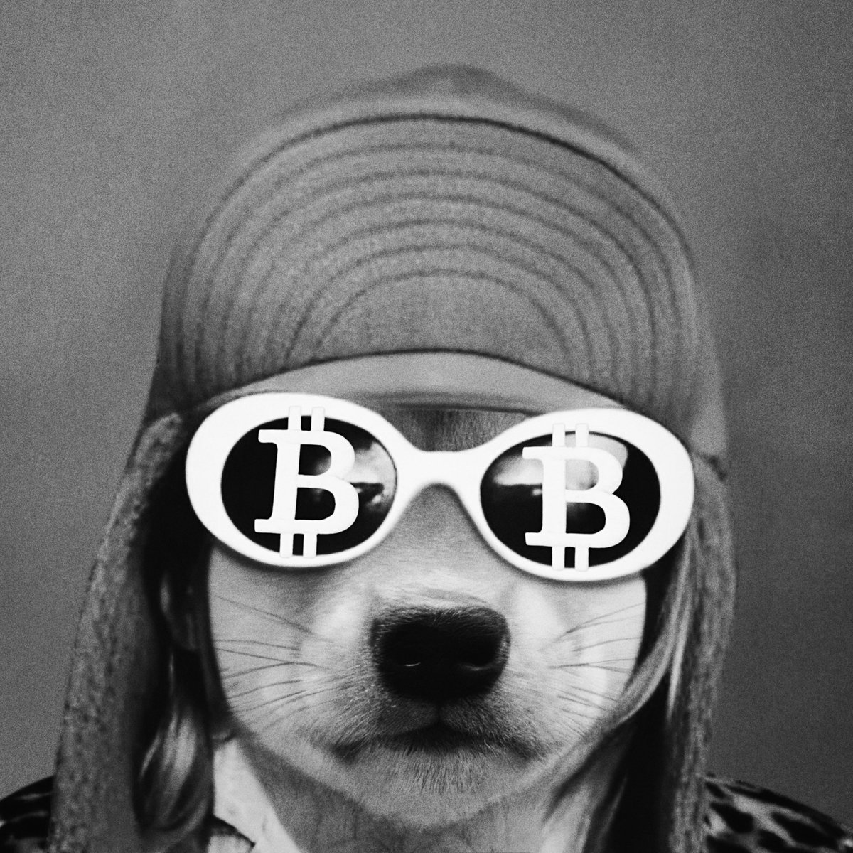 dogwifcoin's tweet image. May our dogs never die