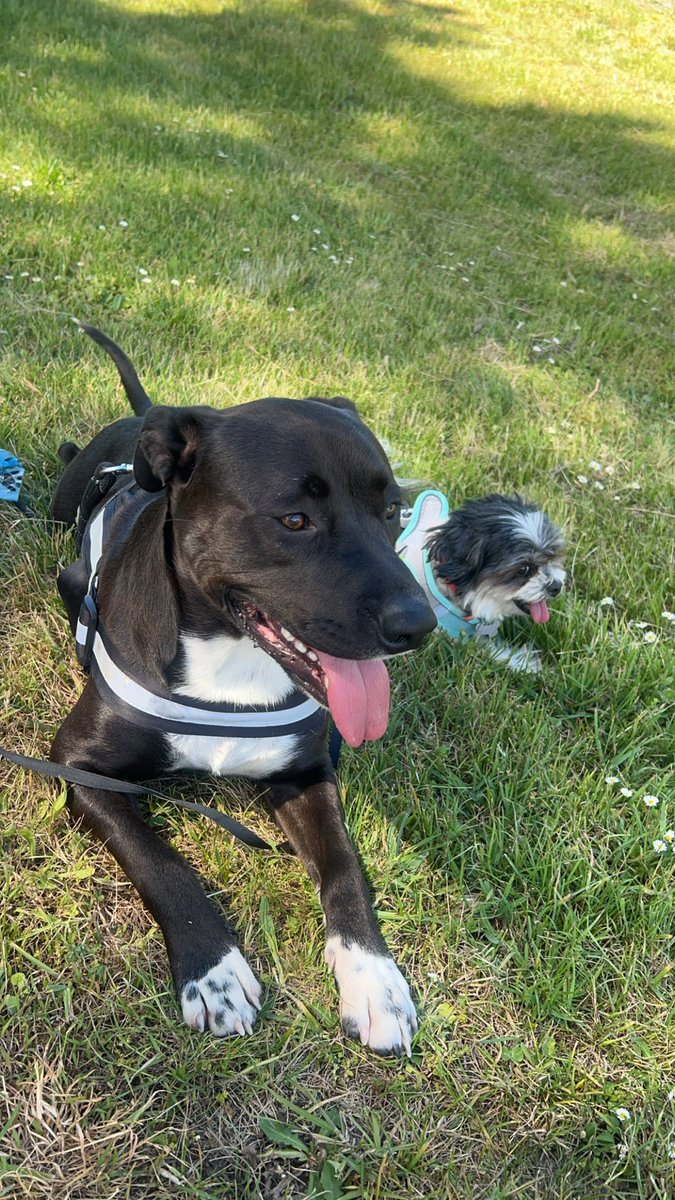 R3ckl3ss_W4rri0r tweet media