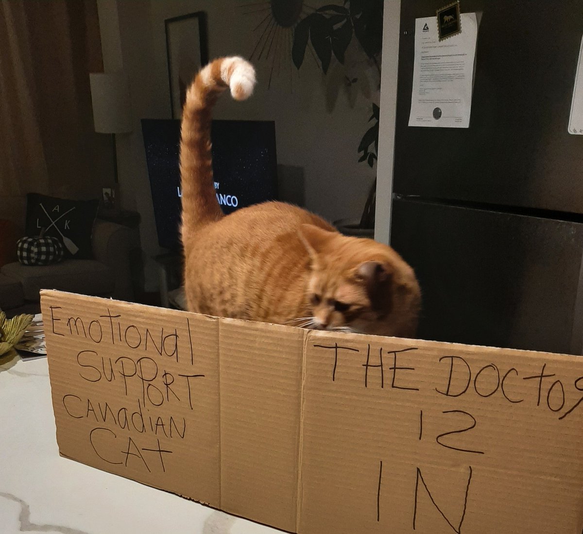 FredCanCat's tweet image. I&apos;m listening...#FredtheCanadianCat #comfortsupport #iloveyou