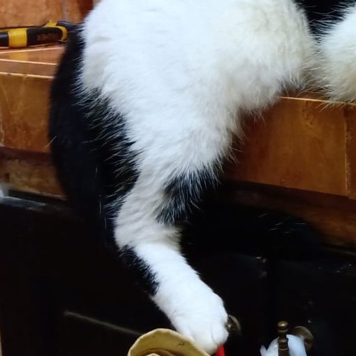 Paha kucing penuh gizi