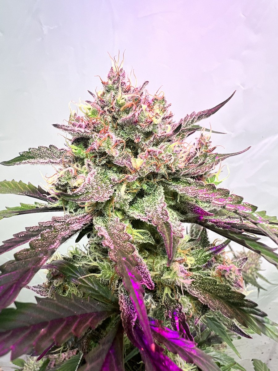 Sunshine State Seed Co Inc tweet media