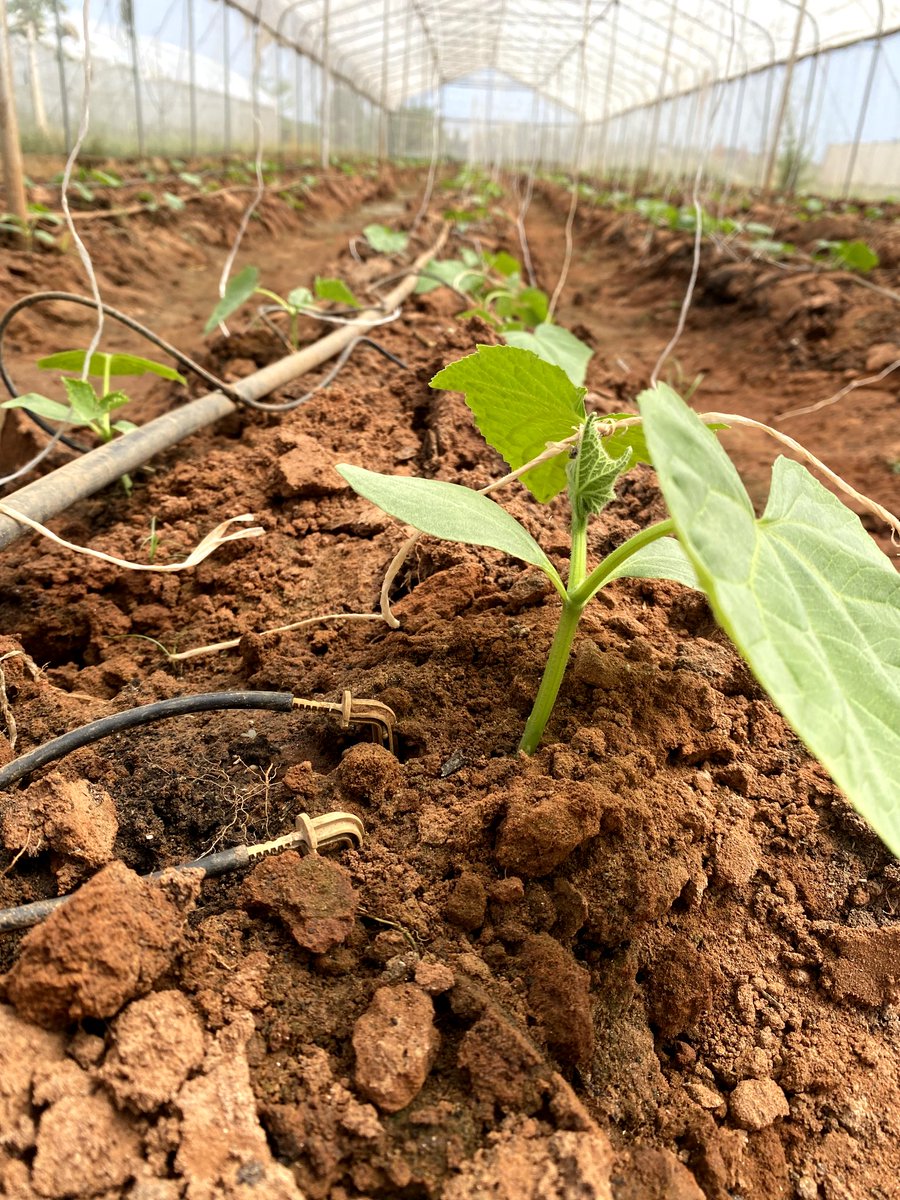 cssfarmng's tweet photo. 🌱 After transplanting from the nursery, plants need careful monitoring in the greenhouse. Here’s why: 1️⃣ Consistent temperature &amp; humidity are key. 2️⃣ Regular pest checks prevent crop loss. 3️⃣ Precise watering supports steady growth. #greenhouse #farming #farmtech #agriculture https://t.co/ExNfO2dqAT