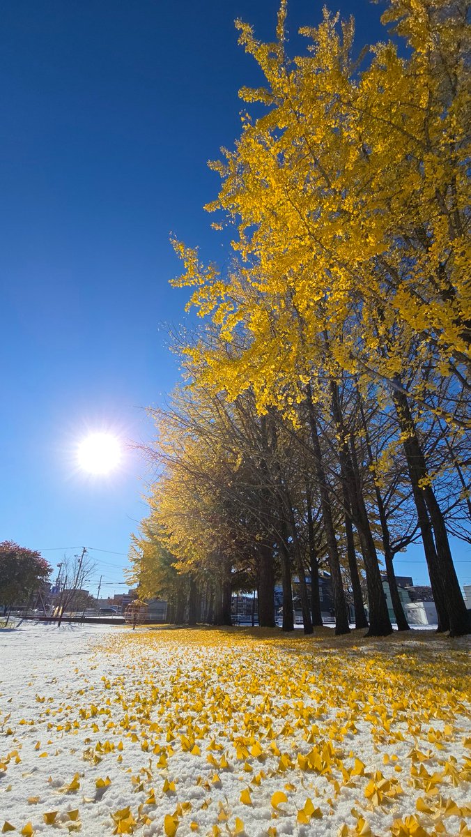 tt_eru's tweet photo. 積雪の中の銀杏並木
#イマソラ
#紅葉 https://t.co/LcJ0nQx74O