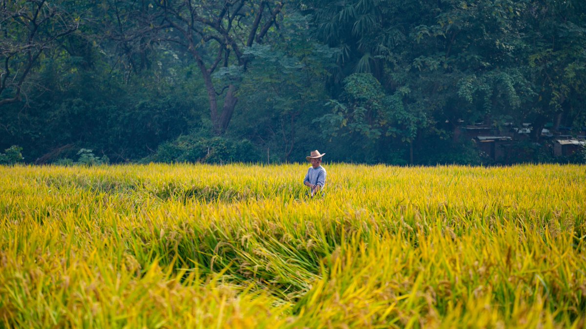 DiscoverYuhang's tweet photo. #Harvestseason is the brightest #goldenchapter of #autumn. In #Yuhang📍, #diligentfarmers move through the #fields, while the hum of machinery blends with their laughter. They paint an autumn "pastoral poem" together. 🌾🍂✨#AutumnInChina #ChineseAgriculture #GoldenFields https://t.co/6YESv3WgU4
