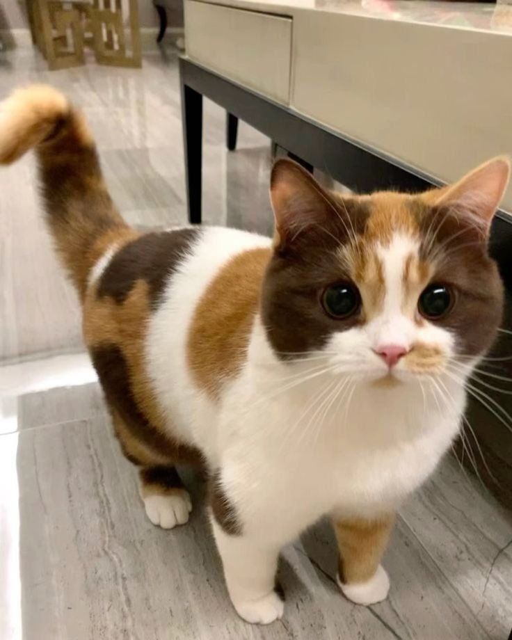 ShouldHaveCat's tweet image. Her name is the last food you ate