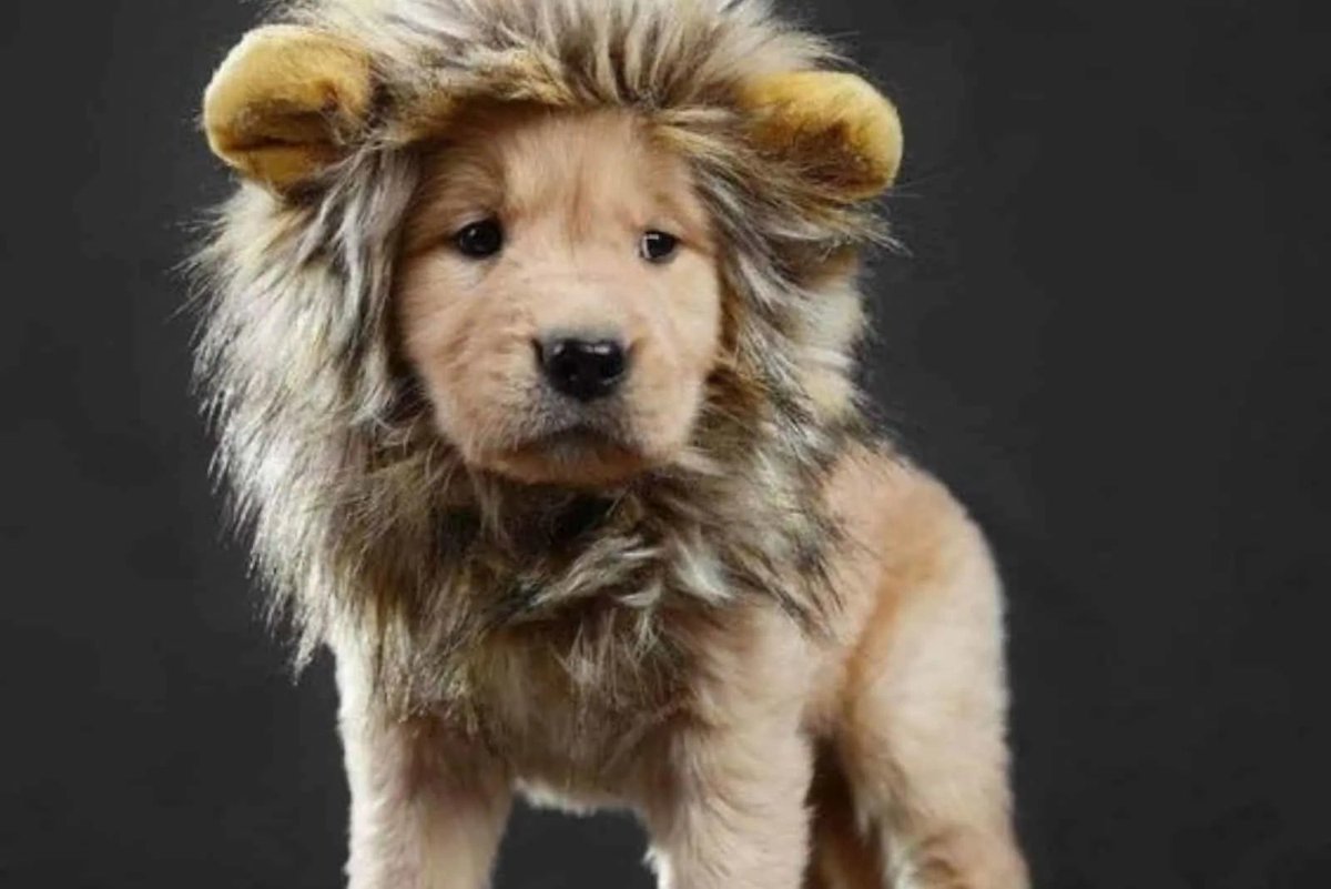 Is this a dog, a cat, or a dog that is pretending to be a cat? <a href="/paleochristcon/">Andrew Wilson</a> <a href="/Firstamender/">1stAmender</a>