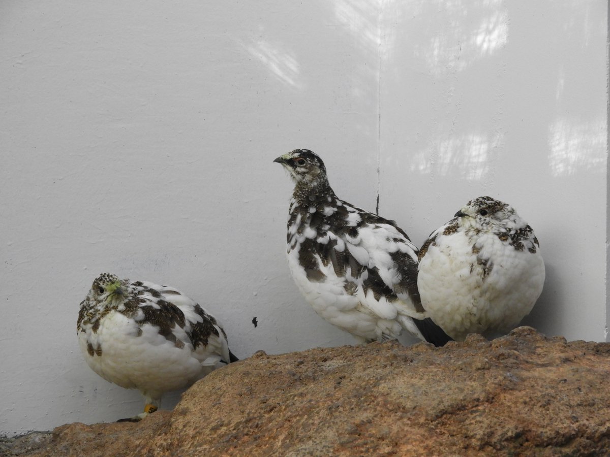 日本の鳥Ⅰで、2024年7月生まれの #ライチョウ 5羽の公開を始めました