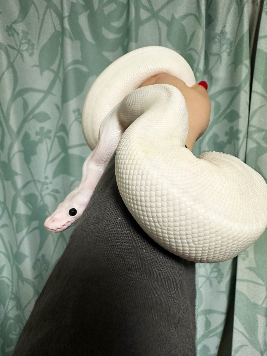 だっぴっぴー

 #ボールパイソン