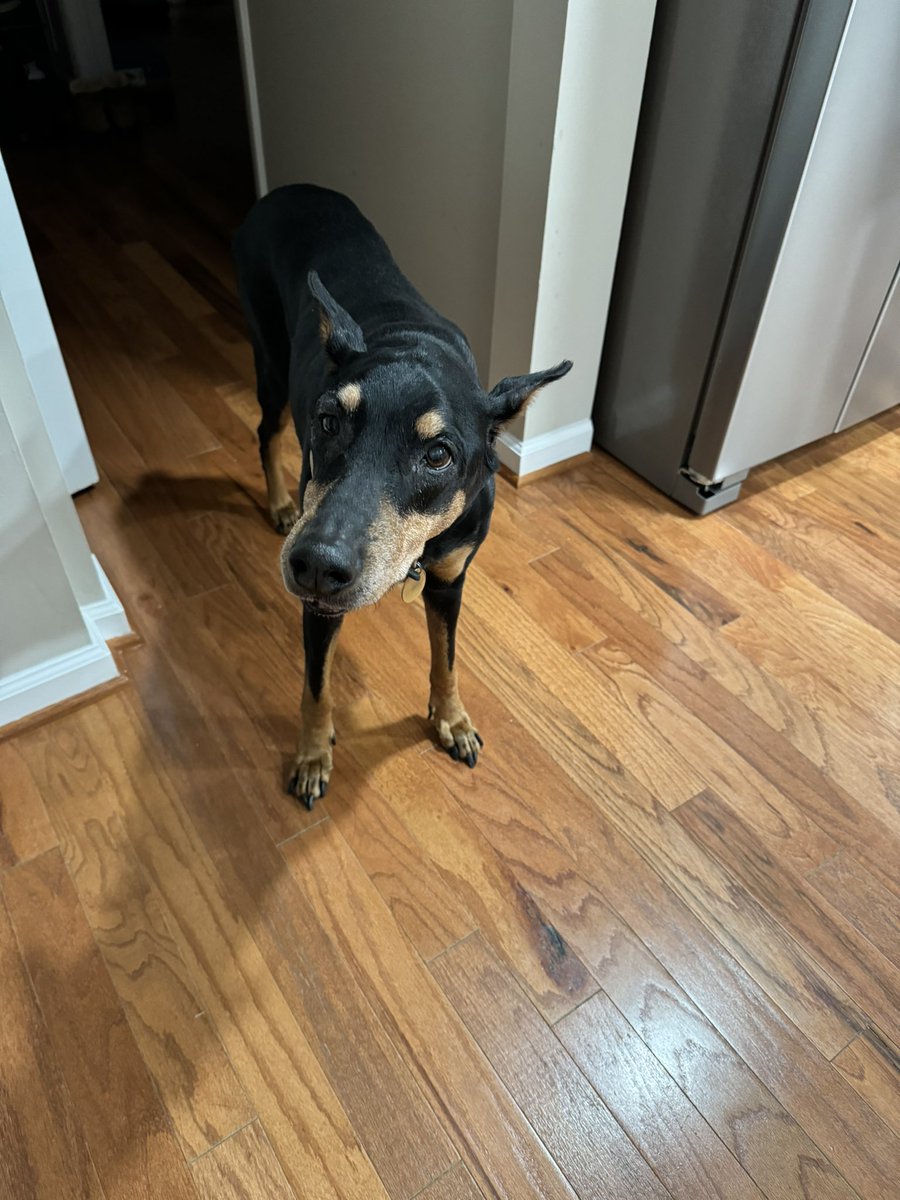 I have to say goodbye to my best friend tomorrow and I’m not ready. Gonna be a rough one. It’s been a damn good 14 years. 😔