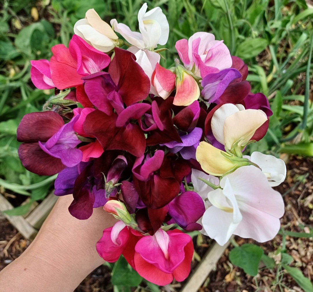 Another day, another posie of sweet peas. What a wonderfully colourful and fragrant abundance to have in the garden 🤍🩷❤️💜