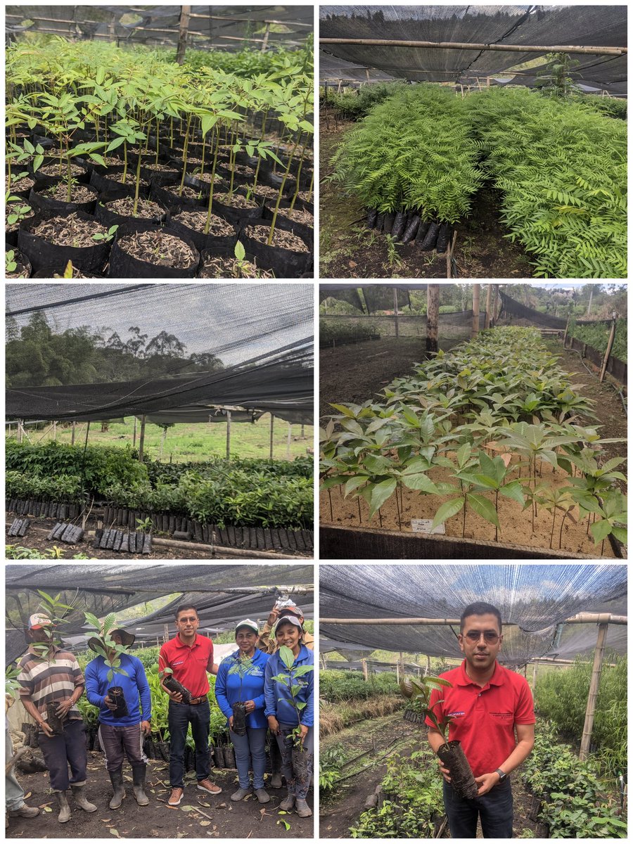 Cómo director de la EEE <a href="/Asopatia/">Asopatia</a> quiero agradecerte al <a href="/FondoColombiaS/">Fondo Colombia Sostenible</a> por su ayuda en el desarrollo del proyecto de acciones de restauración ecológica en Nariño y Cauca, visitamos el vivero desde donde se llevan las plantulas para la restauración. #sembrandovida 🏞️🌲🌲🍃