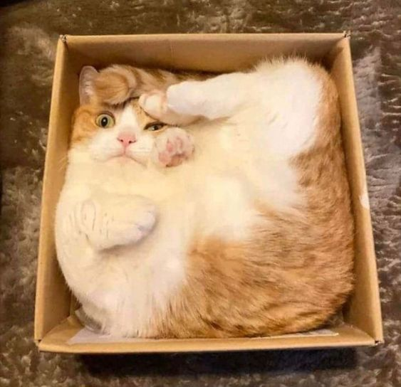 Tonago_'s tweet photo. Ive lost the little sanity I had left. I have an exam tomorrow and ive been watching hypothetical house renovations in odd shaped buildings for 4 hours straight.

Floorplans be looking like this https://t.co/bA81fZ3D9S