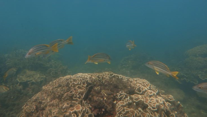 Australian Institute of Marine Science (@aims_gov_au) on Twitter photo Fish communities around inshore islands of the Great Barrier Reef are struggling with more frequent coral bleaching events, flooding + cyclones.
🐟🐠🐡
New study from <a href="/DanielaCeccare8/">Daniela Ceccarelli</a> et al
Paper: onlinelibrary.wiley.com/doi/10.1111/gc…
Story: aims.gov.au/information-ce… Fish communities around inshore islands of the Great Barrier Reef are struggling with more frequent coral bleaching events, flooding + cyclones.
🐟🐠🐡
New study from <a href="/DanielaCeccare8/">Daniela Ceccarelli</a> et al
Paper: onlinelibrary.wiley.com/doi/10.1111/gc…
Story: aims.gov.au/information-ce…