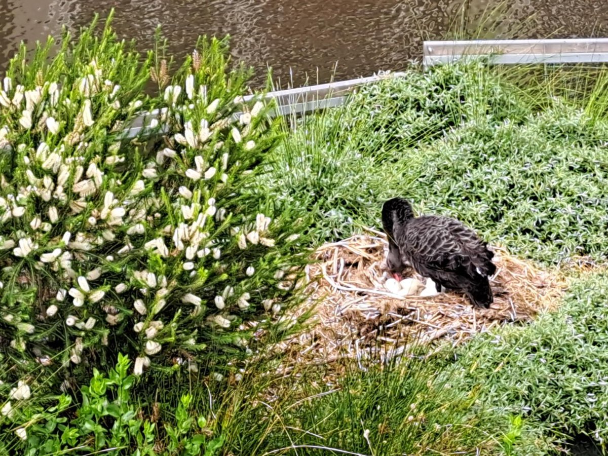 Some swan-derful news! 🦢

A black swan nest has been spotted on our floating wetlands near Yarra’s Edge, following two successful nests last year. 

We’re egg-specting some fluffy cygnets by early December 🐣