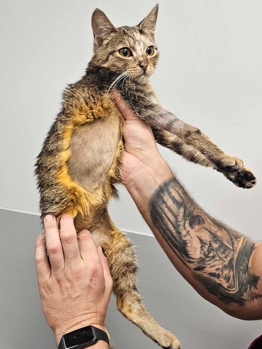 Czas się kończy ‼️ 

Imir trafiła do fundacji w bardzo ciężkim stanie, po wypadku. Jej właściciele ją oddali, nie chcieli jej leczyć, bo pieniądze...

Pomóżmy zebrać potrzebną kwotę na leczenie kotki 🙏 

ratujemyzwierzaki.pl/imir-felineus

Oni ją oddali, my pomóżmy jej 🙏