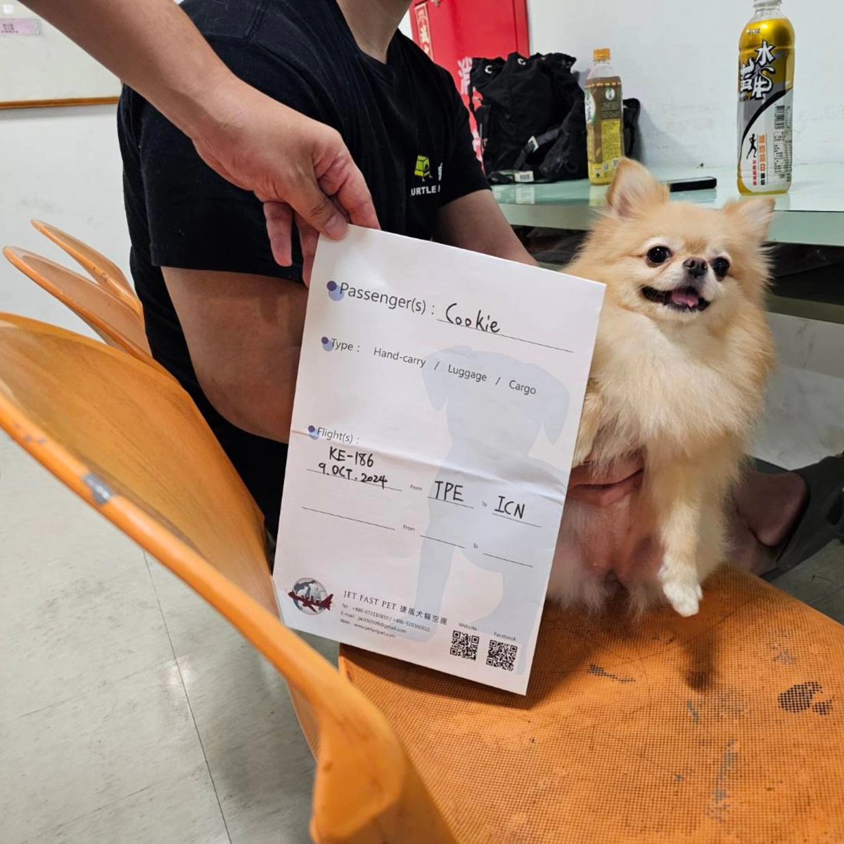 jetfastpet's tweet photo. 2024-10-08｜Cookie
Taiwan to Korea

Cookie usually interested in shaking hands with everyone!

#pettaiwantokorea
#JETFASTPET #dogs #cats #internationaltravel
#petexport #petimport #petrelocation #pettravel
#petshipping #petshipper #pettransporter
#RNATT https://t.co/1HOGxhbfIW