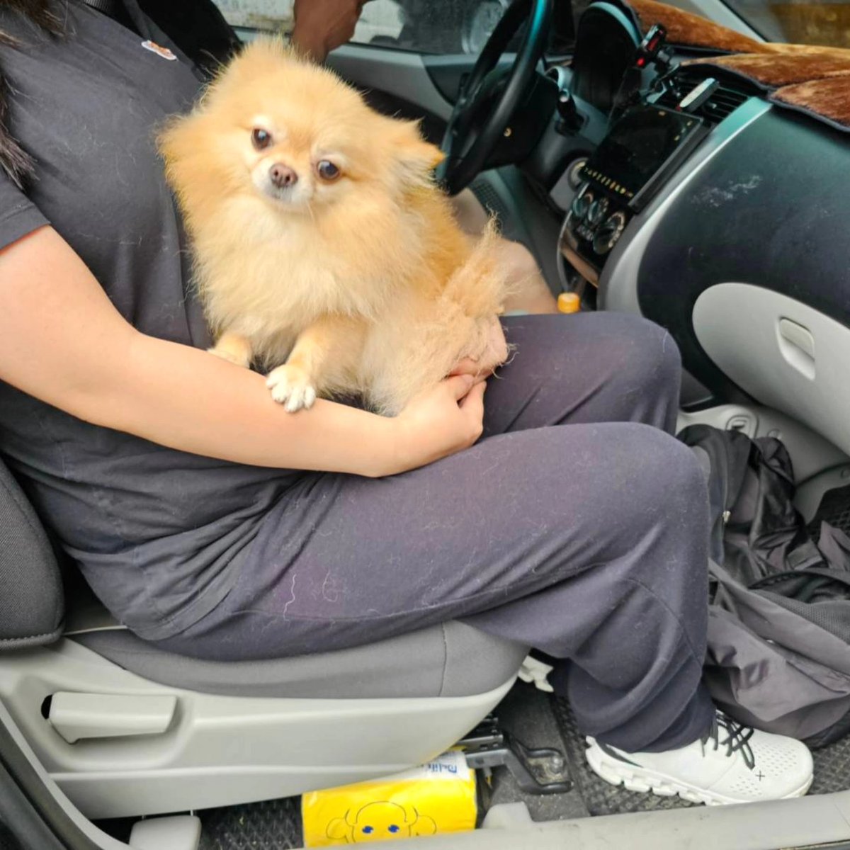 jetfastpet's tweet photo. 2024-10-08｜Cookie
Taiwan to Korea

Cookie usually interested in shaking hands with everyone!

#pettaiwantokorea
#JETFASTPET #dogs #cats #internationaltravel
#petexport #petimport #petrelocation #pettravel
#petshipping #petshipper #pettransporter
#RNATT https://t.co/1HOGxhbfIW